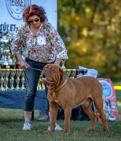 BORDEAUXSKA DOGA, BORDO DOGA , DOGUE DE BORDEAUX FCI –krytie - 4