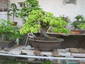 bonsai,bonsaj-hrab 3 - 4