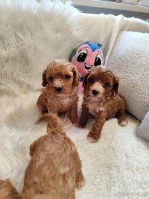 Cavapoo - 4