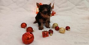 yorkshire  terrier mini - 4