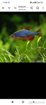 Danio perlove(danio margaritatus) - 4