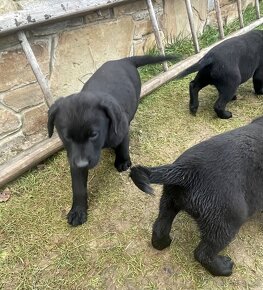 Labrador kríženec - 4