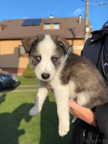 Šteniatka krížené s husky - 4