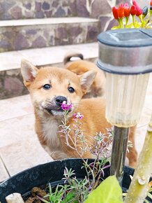 Shiba Inu - 4