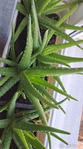 Aloe vera - 4