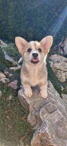 Welsh Corgi Pembroke s pp - 4