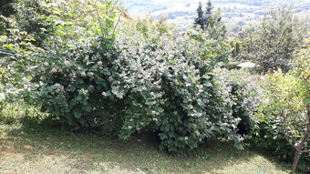 Černica veľkoplodá bez ostňov, ostružina - sadenice - 4