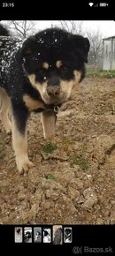 surne darujem Rottweiler/Husky/Shiba Inu rotvajlera - 4