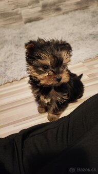 Yorkshire terrier - 4