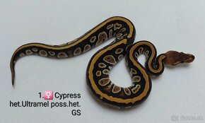 Python Regius Cypress 2024 - 4