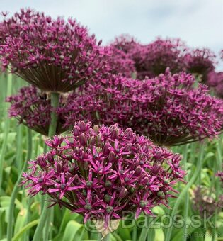 Allium Magic - okras. cesnak - 4