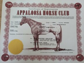 Appaloosa - 4