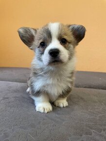 Welsh corgi pembrok PP - 4