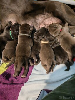 Labrador retriever -šteniatka s PP - 4