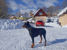 Doberman na krytie Liptov - 4