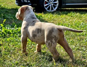 American bully xl - 4