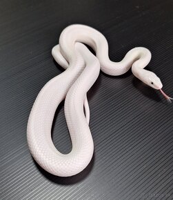 PANTHEROPHIS OBSOLETUS LEUCISTIC - 4