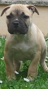 American  bully na krytie - 4