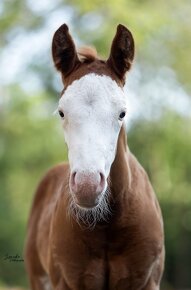 Krasny Quarter horse zrebcek - 4