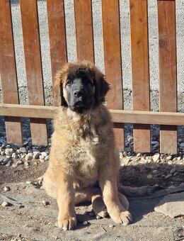 Leonberger - šteniatka s PP - 4