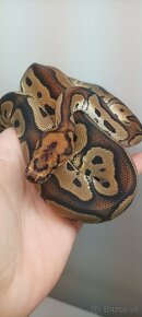 Python regius zlava 20% - 4