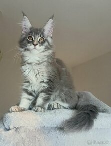 MAINE COON - mainská mývalia s PP - 4