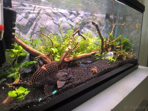 60litrove akvarium - 4