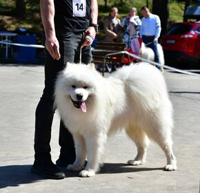 Samojed - pes s PP na krytie - 4