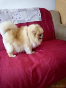 Pomeranian - 4