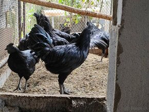 Ayam cemani - 4