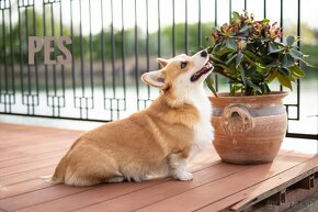 Welsh Corgi Pembroke - 4