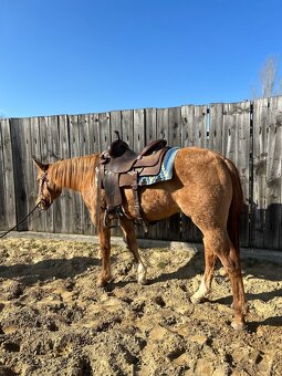 American Quarter Horse - 4