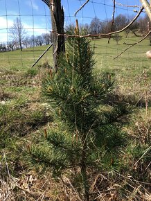 Sibírsky Céder (Pinus Sibirica) / Borovica Sibírska sadenice - 4