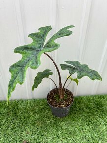 Alocasia Jacklyn - 4