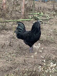 Darujem ayam cemani, tochtorocneho kohuta - 4