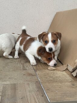 Jack russel terier - 4