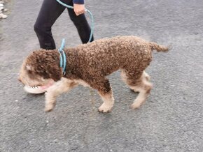 Lagotto Romagnolo krytie - 4