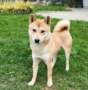 Shiba inu  šiba inu - 4