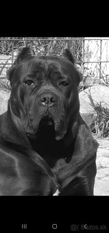 Darujem Feny Cane Corso - 4