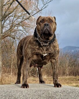 American bully xl xxl - 4