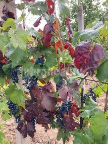 "ZNÍŽENÁ CENA" Záhrada s vinicou na predaj. - 4