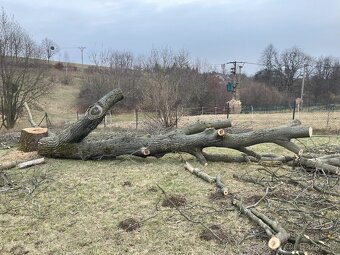 Kúpim orechový kmeň, dub, brest, jaseň... - 4