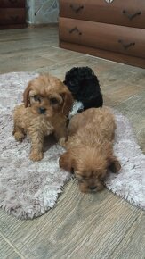 Cavapoo, cavapo (mama cavapoo, otec pudel) - 4