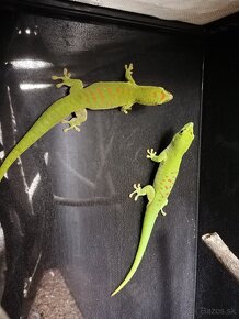 Phelsuma grandis - mladý pár - 4