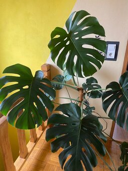 Monstera Deliciosa - 4