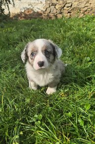 Welsh corgi cardigan štaniatka s PP - 4