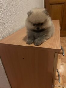 Predám šteniatka Pomeranianov mini - 4