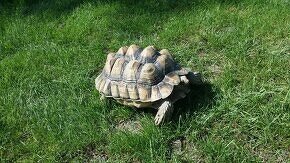 Korytnačka suchozemská Africká - Geochelone sulcata - 4