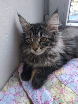 Maine coon - 4