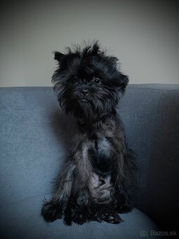 Šteniatka Opičí pinč s PP Affenpinscher - 4